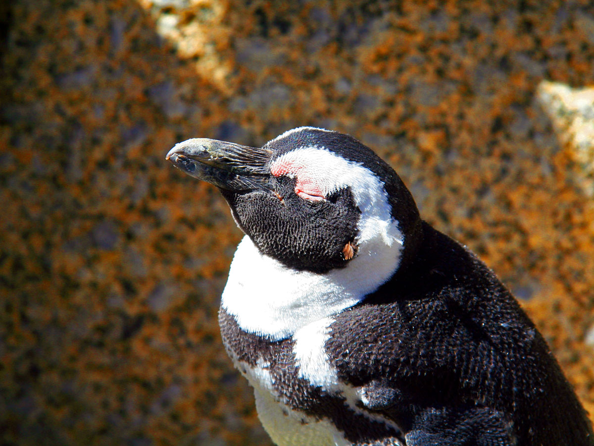 wp-content/uploads/itineraries/South Africa/20121114-safrica-peninsula-boulder-beach-penguins-(11).jpg
